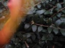 Natur und mehr